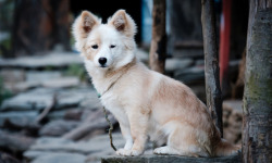 handsomedogs:  Dog in Nepal by Justin Clayton