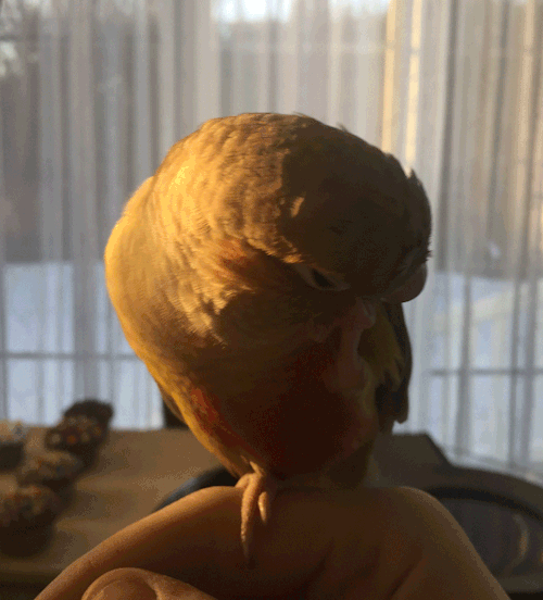 robbylovesbells:I turned an accidental bust of photos done by the boyfriend to a looped gif of Robby scratching his chin.