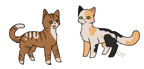 Echopaw and Morningpaw  these two are Robinwind and Mossdawn&rsquo;s kits. They don&am