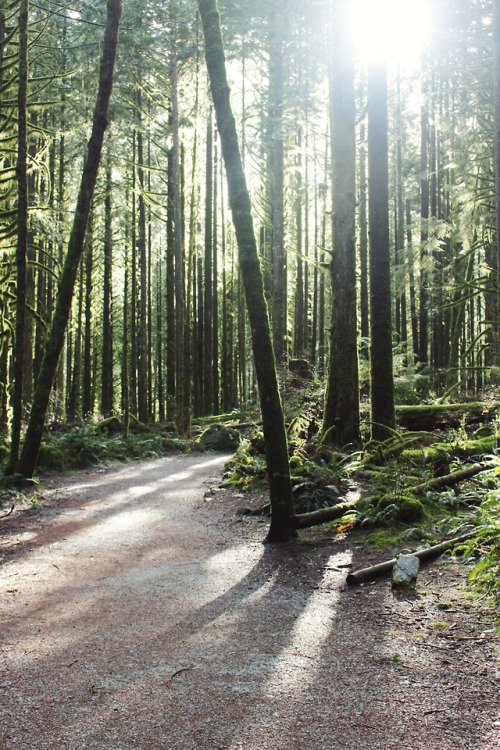 matchbox-mouse:Sunny forest.British Columbia