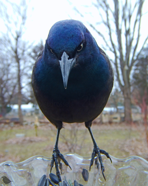 ostdrossel: One thing I love about Grackles is that they can be equally intimidating and goofy. This