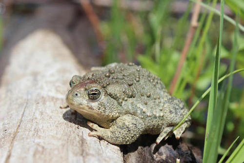 toadschooled:These Wyoming toads [Bufo baxteri] were just released into the wild after being bred an