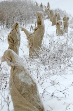 March of the forest druids (newly planted