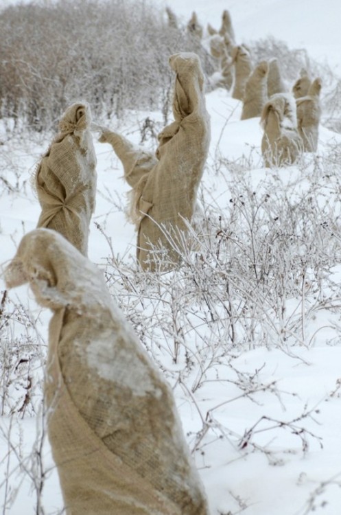 XXX March of the forest druids (newly planted photo