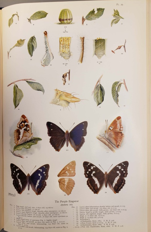 From: Frohawk, Frederick William, 1861-1946. Natural history of British butterflies. London : Hutchi