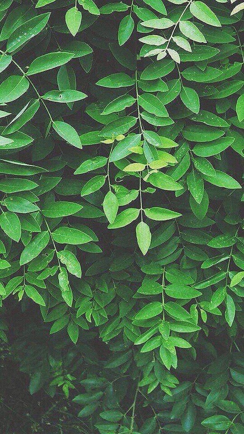 green aesthetics on Tumblr