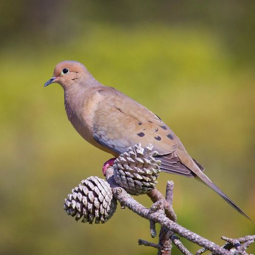 Mourning Dove - Sometimes I gotta show the under appreciated species some love too. #mourningdove #d