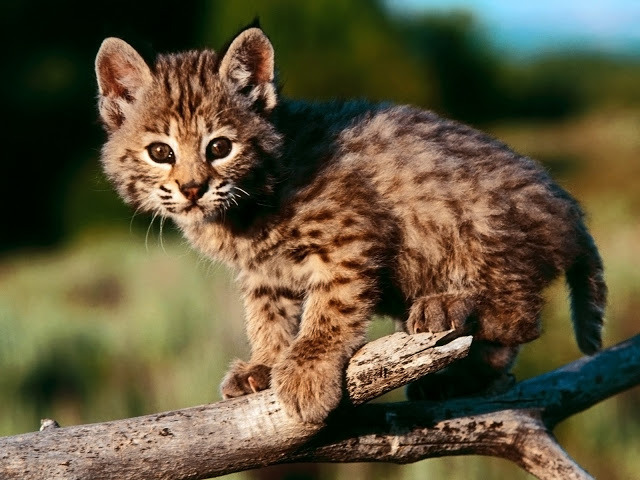 paintwriteplay:  more kittens 