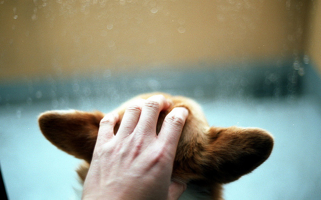 westerus:  &lt;⌒&gt; by komehachi888 on Flickr. 