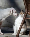 catasters: