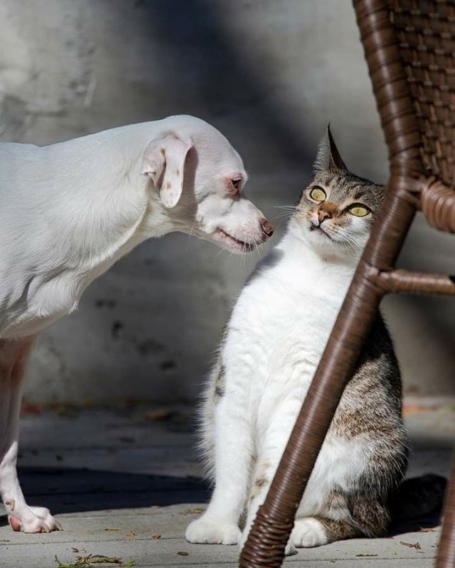 catasters: