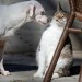 catasters: