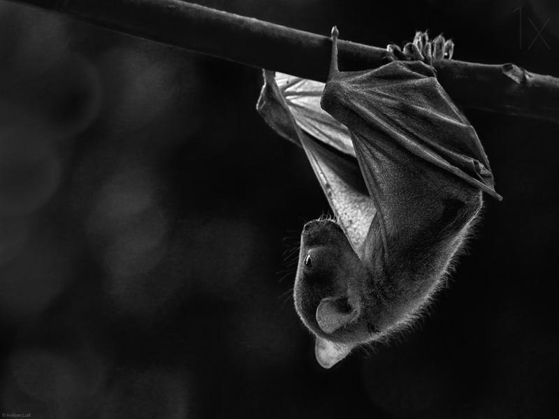 Elegance in Darkness