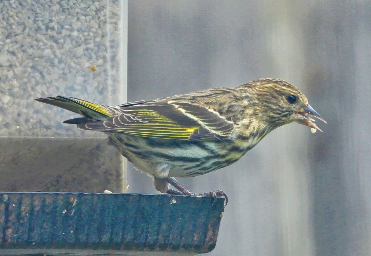Pine siskin . . .  Delaware backyard . . . 5/5/21

Some people had flocks of ~50 of these guys all winter and moaned about wanting them to leave because they eat nonstop. Meanwhile, I saw a total of two pine siskins, one at the beginning of fall and one at the start of spring here, both just migrating through. I guess my bank account is thankful, but I wouldn’t have minded an invasion, either! #birb#birblr#pine siskin#bird#birdlr#wildlife#photography#wildlife photography