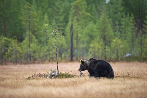 m-e-d-i-e-v-a-l-d-r-e-a-m-s:Unusual Friendship Between Wolf And Bear Documented By Finnish Photograp