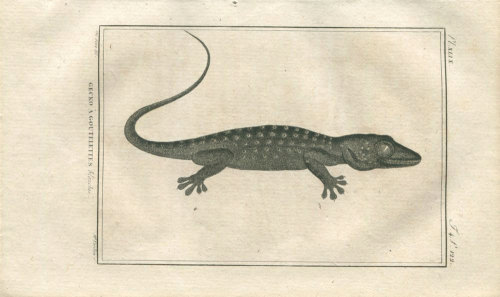1802 Gecko Antique Print, Buffon, Drawing by De Seve, Engraved by Tardieu, 