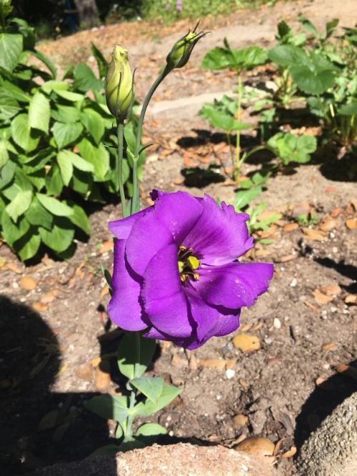 This week in the garden: lisianthus, roses, and a kitty drinking from the garden hose.