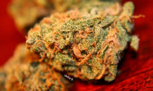 -delta-9-:  A nice contrast of, Amnesia Haze, Blue Dream and some Kryptonite OG.