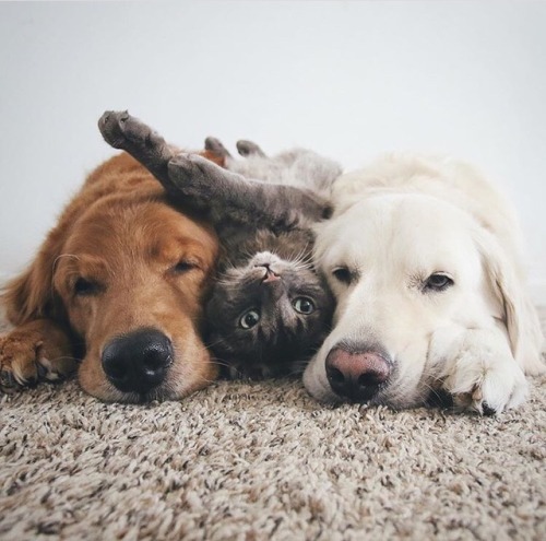 forestwildflower: thedrunkhermit:   missviolaspelling:   kittykittykittykittykitty:  animals-lovers: (Source) this makes me so happy   Sometimes a family is two big dogs and their cat child   @forestwildflower    Awww 