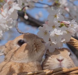 BUNBUNS!