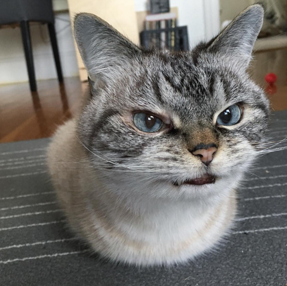awwww-cute:  Why So Angry (Source: http://ift.tt/1SbeSbU)
