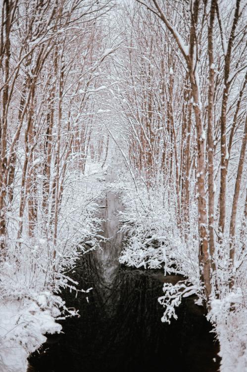 oneshotolive:  Finally snowed amidst a wicked mild winter here in Massachusetts [2821x4239][oc] 📷: lincoln97 