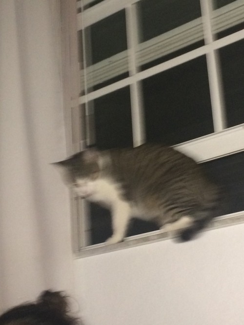 unflatteringcatselfies:  make my cat tumblr famous please