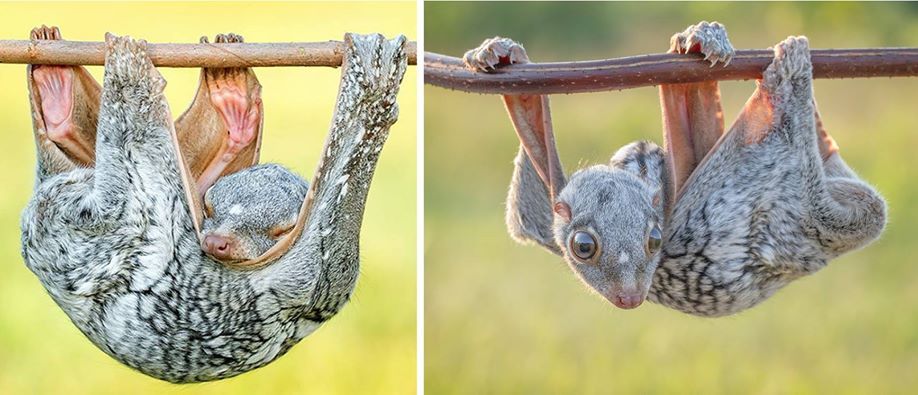 rhamphotheca:“Colugos (flying lemurs), constituting the obscure and tiny order