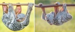 rhamphotheca:“Colugos (flying lemurs),