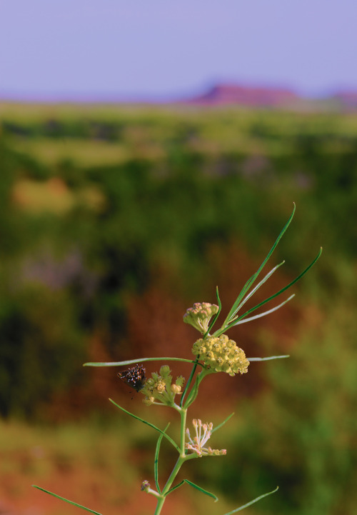 Whorled Milkweed, Asclepias verticillata near the Kansas/Oklahoma border near Wichita, Kansas.