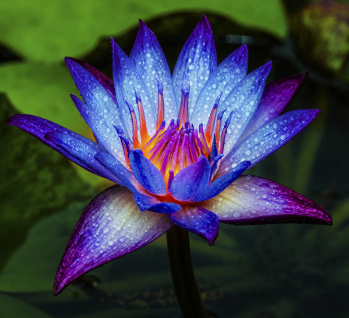 coffeenuts:  Water lily by 3rdeyemonster - http://ift.tt/1cg6PTV 