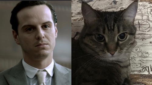 HELP ME MY CAT IS A FUCKING MORIARTY