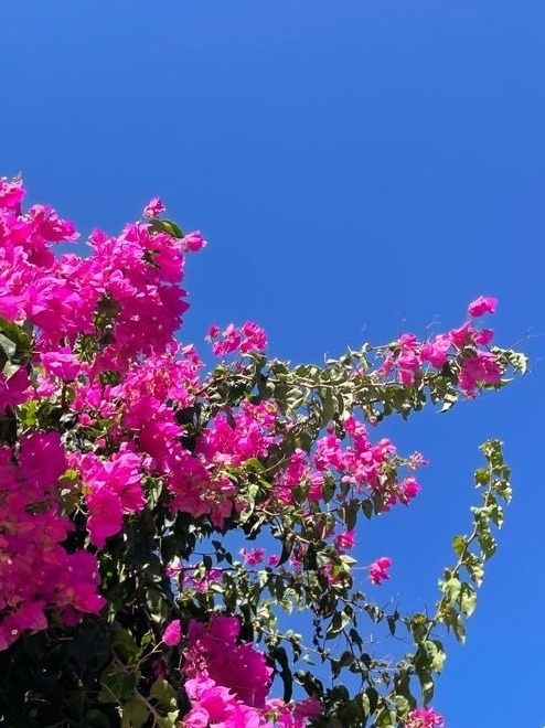 Its The Same Bougainvillea Glabra Plant That Climbs On The Red Walls Of The Department Of Chemistry/Geography