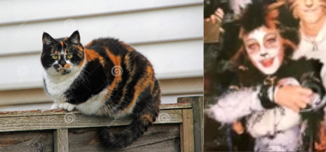 Jelicle Cats As Real Cats! Exstraes