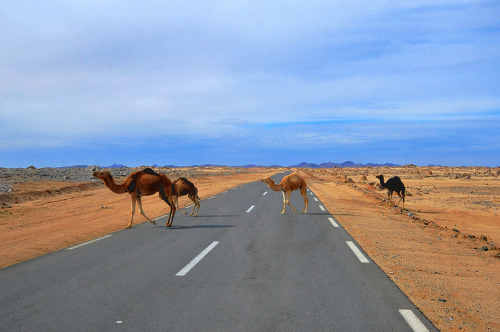 djazairi:The Algerian Desert.