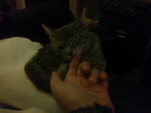 Spam of my pets and Crook