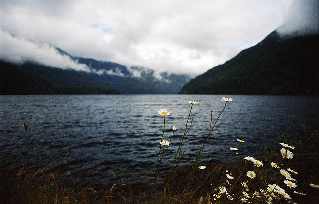 melepeta:  daisies in the deep and dark by manyfires on Flickr. 