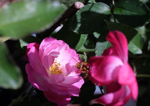 #スズメバチ #bug #insect #虫 #昆虫 #ムシ #cm_bee #バラ #薔薇 #flower #花 #cm_flower https://www.instagram.com/p/CV