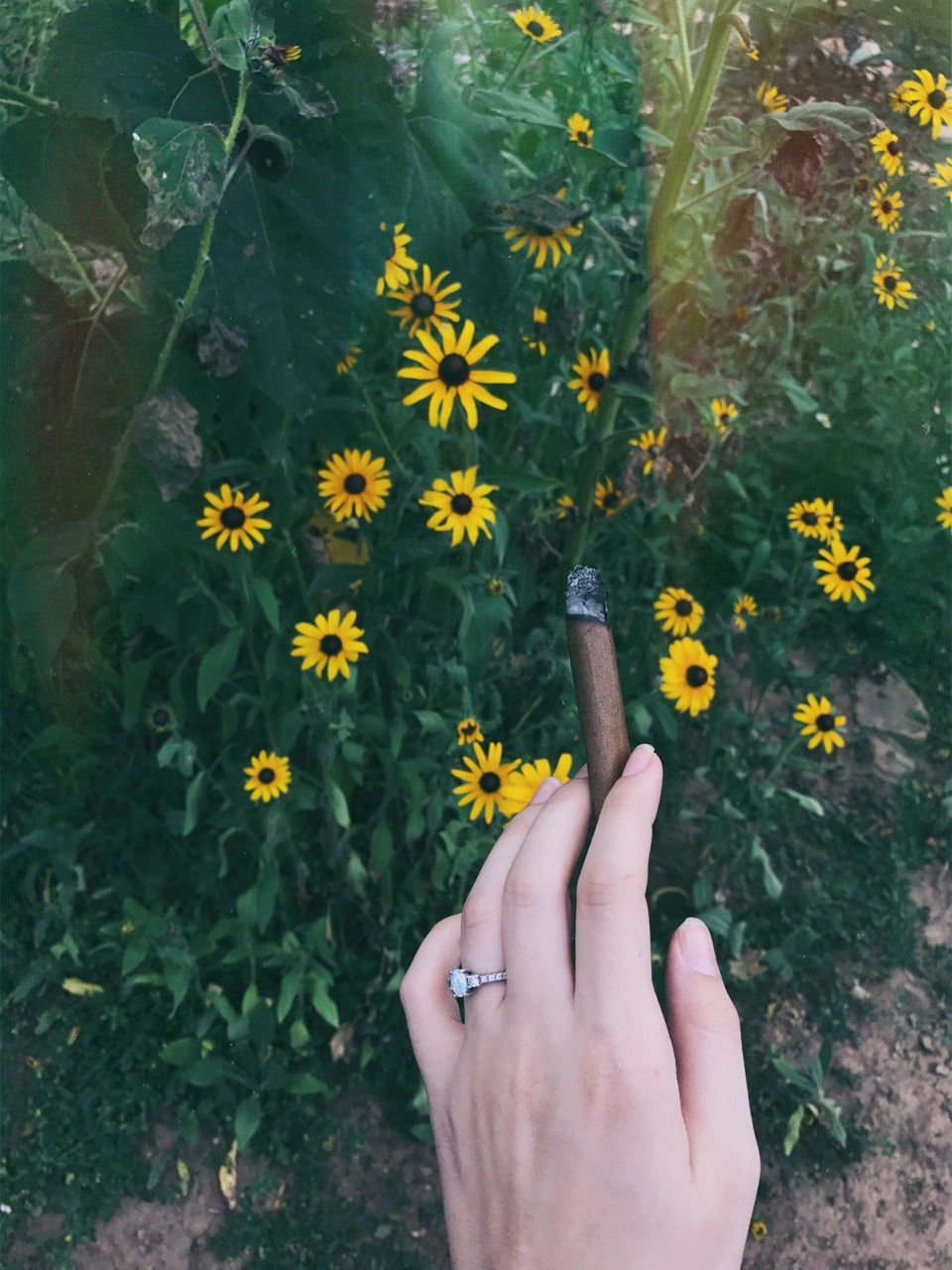 oregonja: 🌼🌻