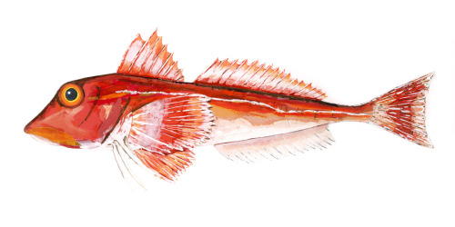 Red Gurnard. Laurie McCall Facebook Society6 Blog Etsy Flickr 