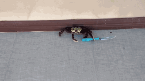 gifsboom:Gangster crab![video][ViralVideoUK]Looks like this guy is in a crabby mood