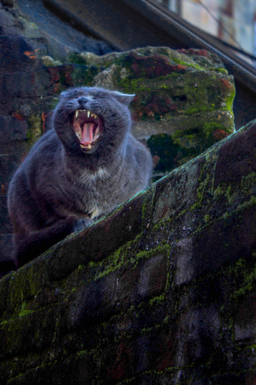 mostlycatsmostly:Bostezo Gato Valparaiso (by Soñadaa)