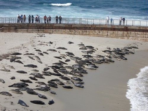 slushyseals: Please help protect the seals of La Jolla! It takes a minute or LESS to send an email, 