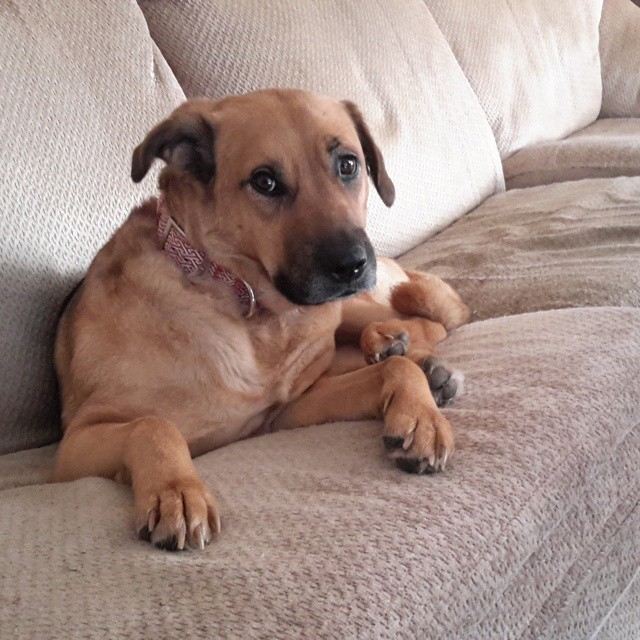 garyonmywaywardsnail:  Love this sweet girl #ziggy