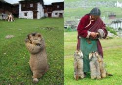 jmdj: funnywildlife:  Himalayan marmots come for their regular feed by a caring lady, aww  Blessed image. 
