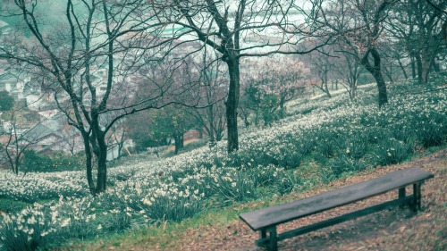 Narcissus Island On A Rainy Day