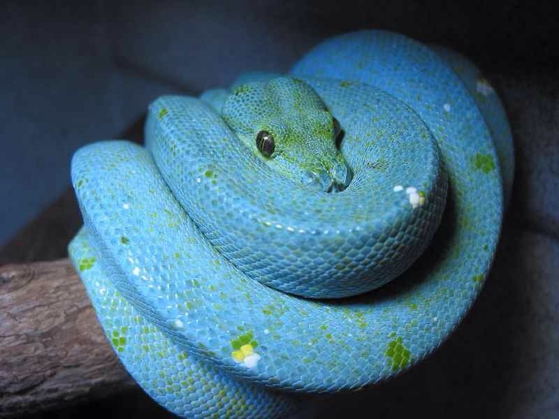 ashleeadams:  i posted the other day about wanting to get a pet snake…. so anyway