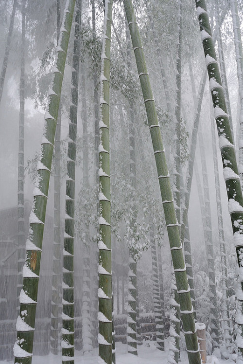 senjutobirama:bamboo groove in snow