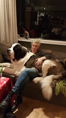 themightyneckbeard:  skypig357:  nvseabee:  awwww-cute:170 pound lap dog (Source: http://ift.tt/2ku7RH2)  I don’t see anything wrong. Do you @skypig357   Not a damn thing   @abeautifulmessofalife you in the future. 