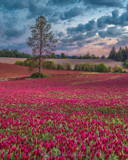 tulipnight:  PLUSCornelius Blooms by Rob Etzel